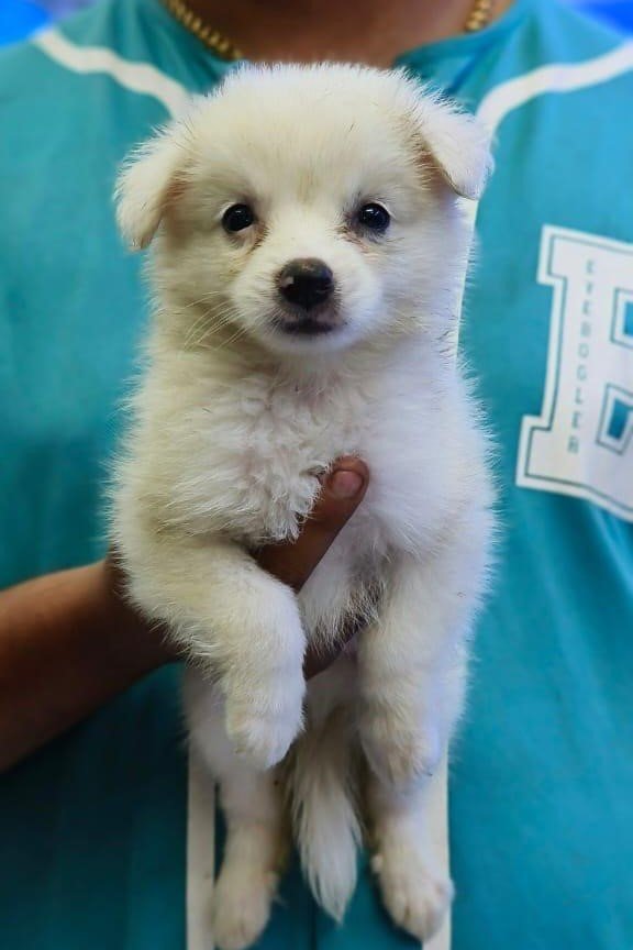 Buy Vaccinated  Pomeranian Puppy from  India